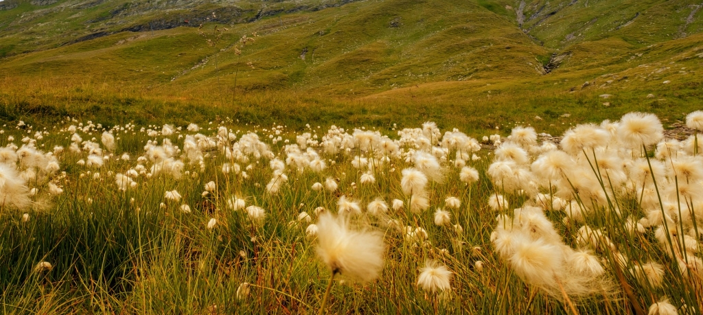 Poetry A field of soft white cotton grass in a backdrop of green rolling hills. All kissed in the golden warm sunlight
