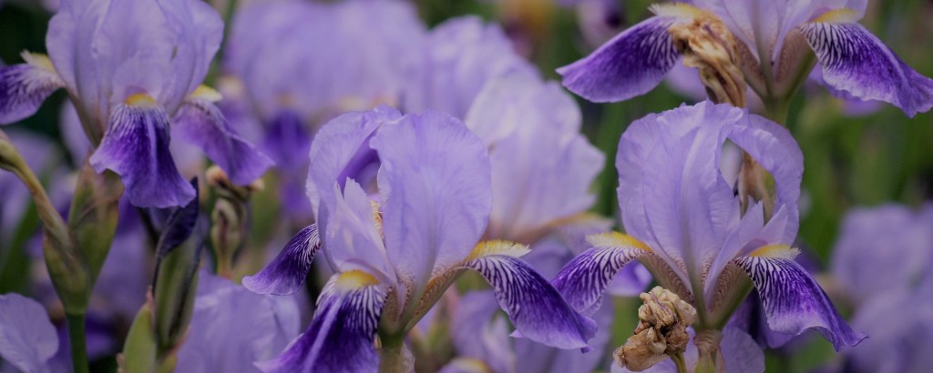 Poetry: Color of twilight flowers with splashes of warm yellow color