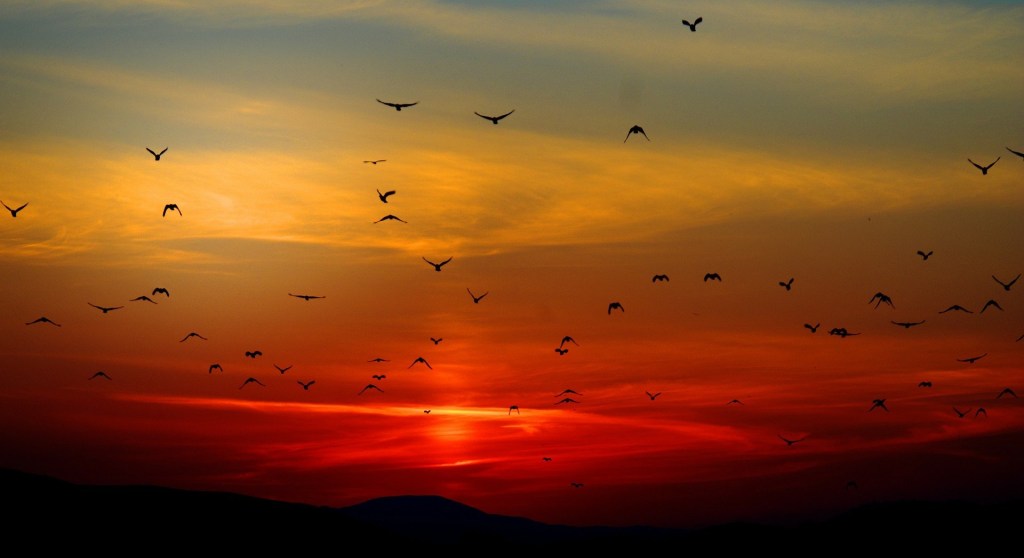 Poem : Shadowed dark rising mountains in the horizon, the sky bleeding rawness in red, thin white clouds and flutters of a hundred birds flying from afar towards you