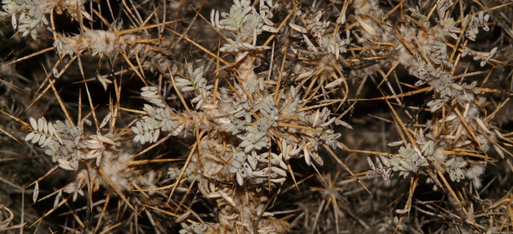 Poetry dried browned thorns and leaves in a closed range picture.