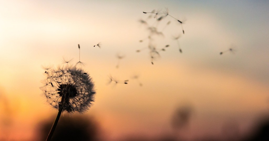 Poetry Dandelion against a sunset sky with seeds floating away with the wind