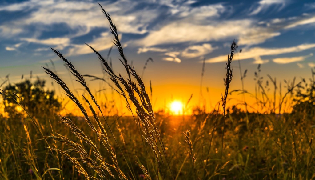 Poetry a field of tall wheat stalks against a sunset