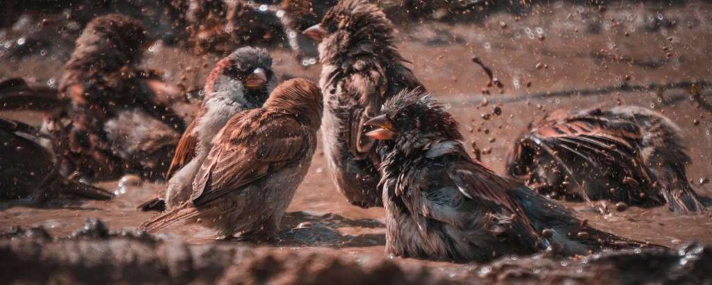 Poem little sparrows splashing in the mud