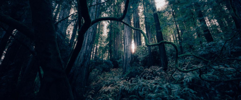 Poetry Dark woods with a focus on a single gnarled branch